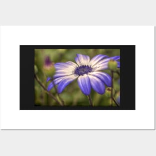 HDR Senetti #3 Posters and Art